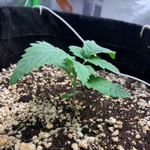 NITRO HAZE/BSF growlog photo: Observação: apresentando pequenos enrugamentos nas folhas e um leve queimado na ponta de uma das folhas. Rega feita apenas 1l de água sem fertilizante 