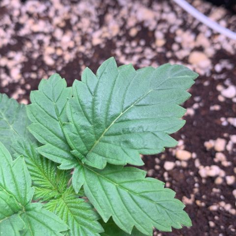 NITRO HAZE/BSF growlog photo: Observação: apresentando pequenos enrugamentos nas folhas e um leve queimado na ponta de uma das folhas. Rega feita apenas 1l de água sem fertilizante 