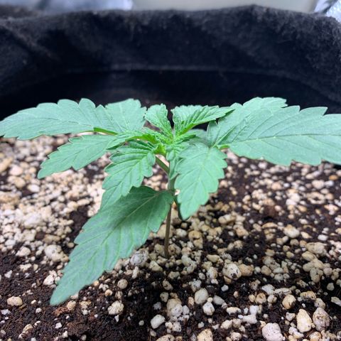 ORIGINAL GELATO/DONA FLORINDA growlog timeline photo