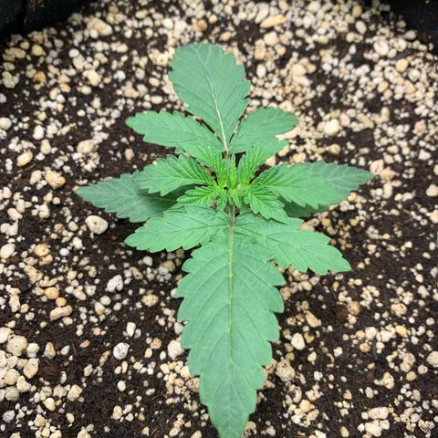 ORIGINAL GELATO/DONA FLORINDA growlog timeline photo