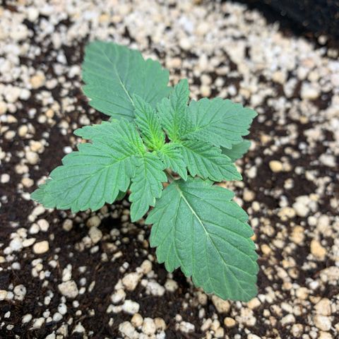 TROPICANA CHERRY/DONA FLORINDA growlog timeline photo