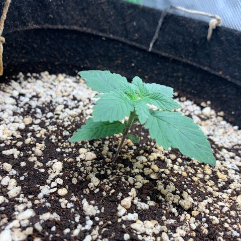 TROPICANA CHERRY/DONA FLORINDA growlog timeline photo