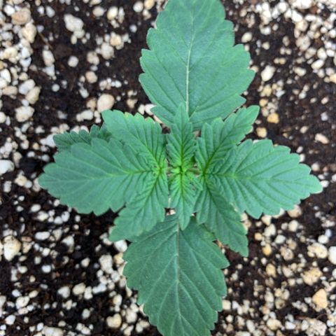 TROPICANA CHERRY/DONA FLORINDA growlog timeline photo