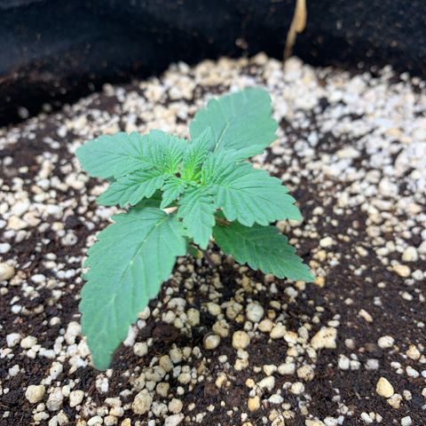 TROPICANA CHERRY/DONA FLORINDA growlog timeline photo