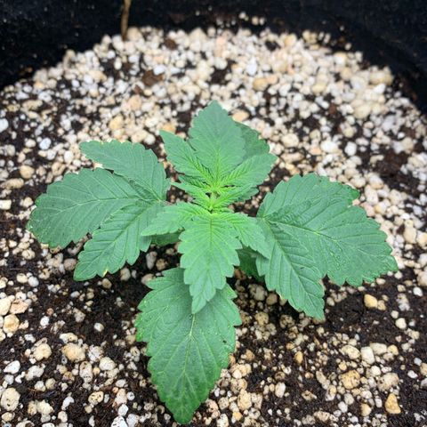 TROPICANA CHERRY/DONA FLORINDA growlog timeline photo
