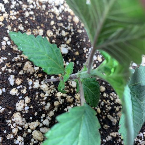 TROPICANA CHERRY/DONA FLORINDA growlog timeline photo