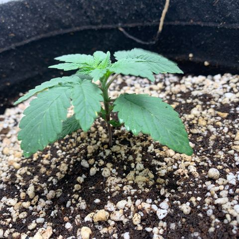 TROPICANA CHERRY/DONA FLORINDA growlog timeline photo