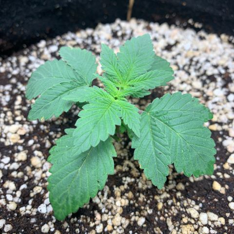 TROPICANA CHERRY/DONA FLORINDA growlog timeline photo