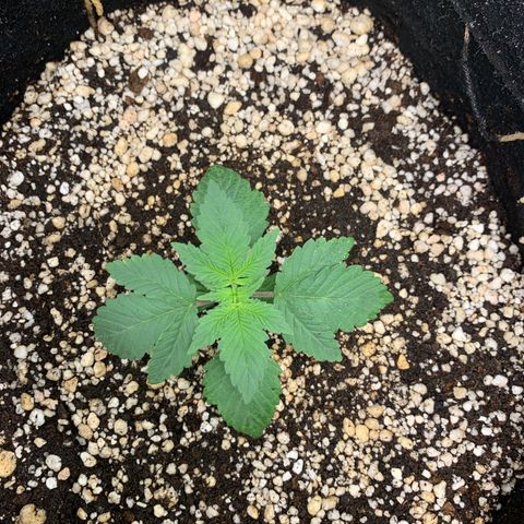TROPICANA CHERRY/DONA FLORINDA growlog timeline photo