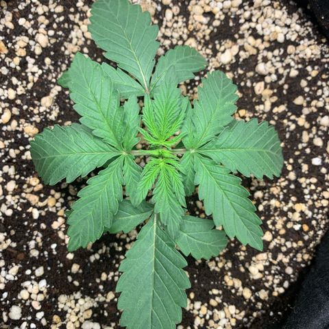 ORIGINAL GELATO/DONA FLORINDA growlog timeline photo