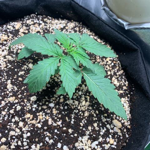 ORIGINAL GELATO/DONA FLORINDA growlog timeline photo