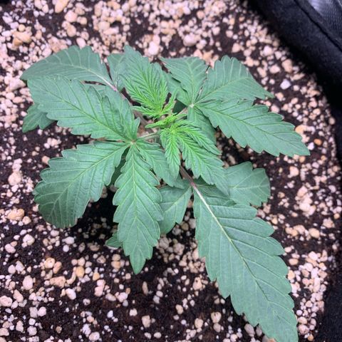 ORIGINAL GELATO/DONA FLORINDA growlog timeline photo