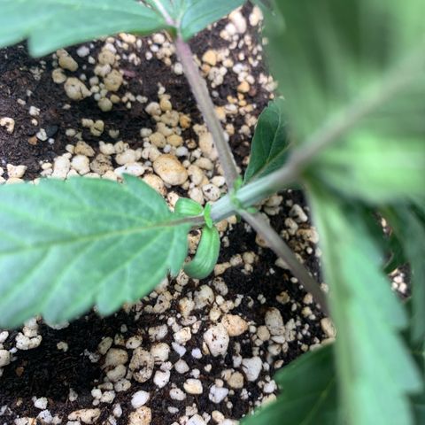 ORIGINAL GELATO/DONA FLORINDA growlog timeline photo