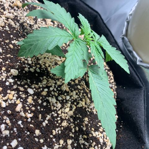 ORIGINAL GELATO/DONA FLORINDA growlog timeline photo