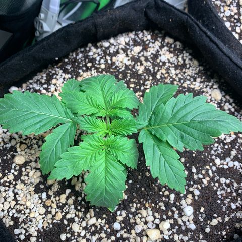 NITRO HAZE/BSF growlog timeline photo