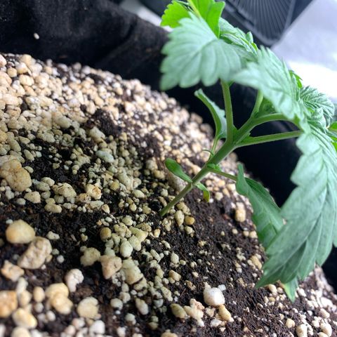 NITRO HAZE/BSF growlog timeline photo