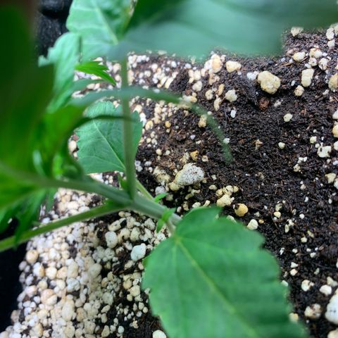 NITRO HAZE/BSF growlog timeline photo