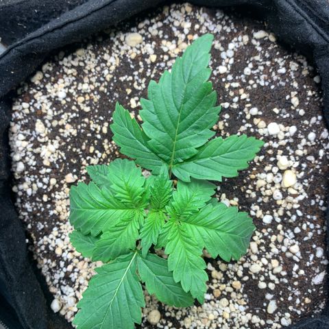 NITRO HAZE/BSF growlog timeline photo