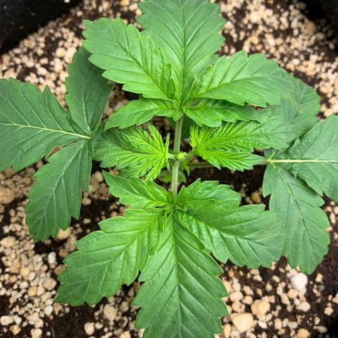NITRO HAZE/BSF growlog timeline photo