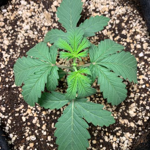 NITRO HAZE/BSF growlog timeline photo