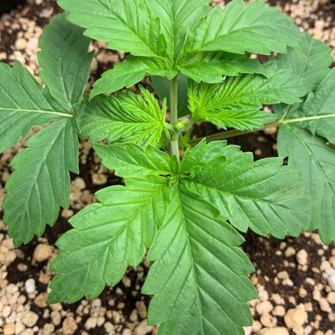 NITRO HAZE/BSF growlog timeline photo