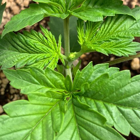 NITRO HAZE/BSF growlog timeline photo