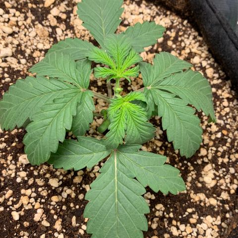 ORIGINAL GELATO/DONA FLORINDA growlog timeline photo