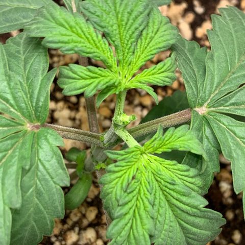 ORIGINAL GELATO/DONA FLORINDA growlog timeline photo