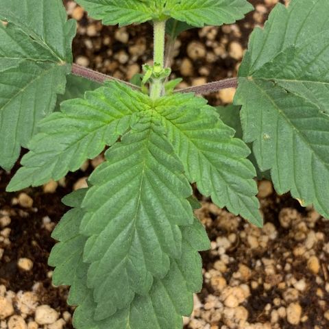 TROPICANA CHERRY/DONA FLORINDA growlog timeline photo