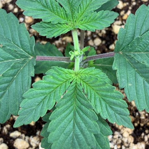 TROPICANA CHERRY/DONA FLORINDA growlog timeline photo
