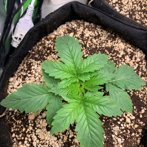 NITRO HAZE/BSF growlog timeline photo