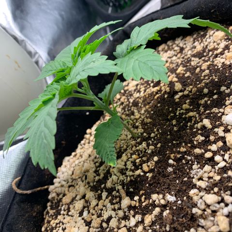 NITRO HAZE/BSF growlog timeline photo
