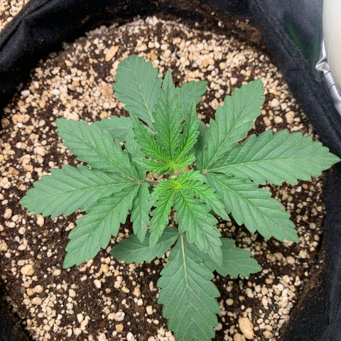 ORIGINAL GELATO/DONA FLORINDA growlog timeline photo