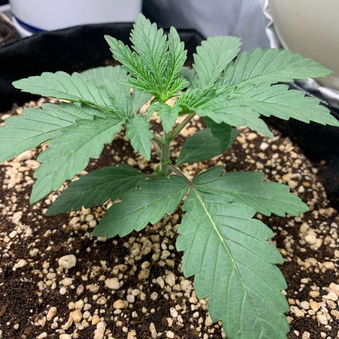 ORIGINAL GELATO/DONA FLORINDA growlog timeline photo