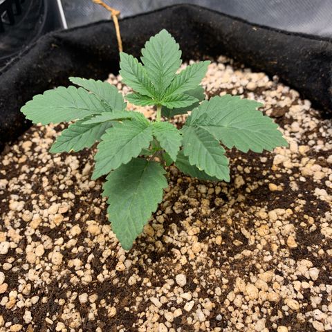 TROPICANA CHERRY/DONA FLORINDA growlog timeline photo