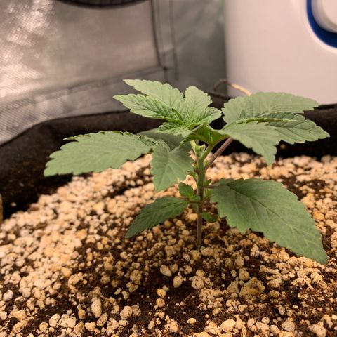 TROPICANA CHERRY/DONA FLORINDA growlog timeline photo