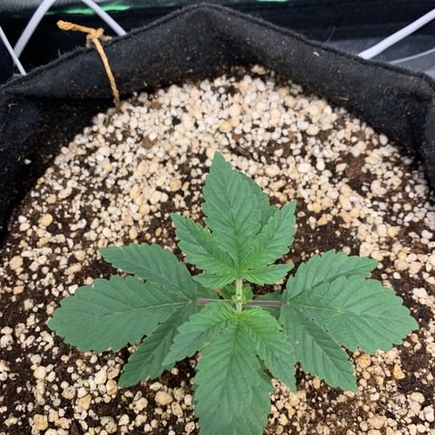 TROPICANA CHERRY/DONA FLORINDA growlog timeline photo