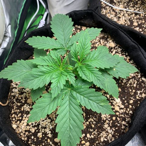 NITRO HAZE/BSF growlog timeline photo