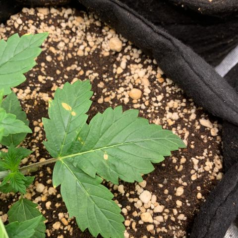 NITRO HAZE/BSF growlog timeline photo