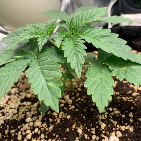 NITRO HAZE/BSF growlog timeline photo