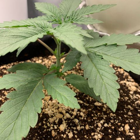 ORIGINAL GELATO/DONA FLORINDA growlog timeline photo