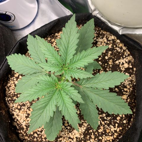 ORIGINAL GELATO/DONA FLORINDA growlog timeline photo