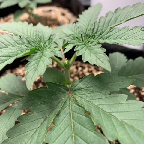 ORIGINAL GELATO/DONA FLORINDA growlog timeline photo
