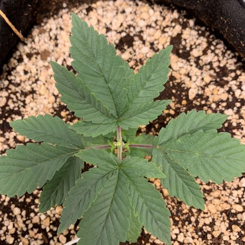 TROPICANA CHERRY/DONA FLORINDA growlog timeline photo