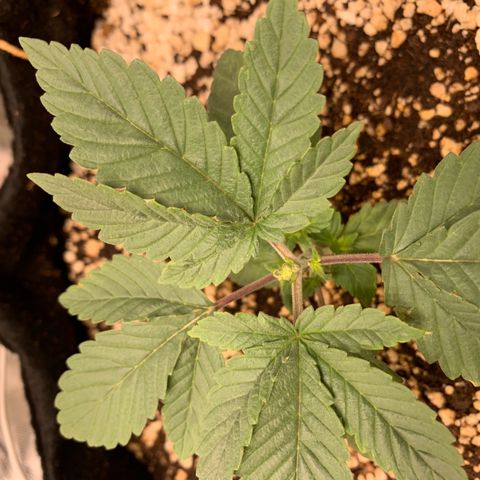 TROPICANA CHERRY/DONA FLORINDA growlog timeline photo