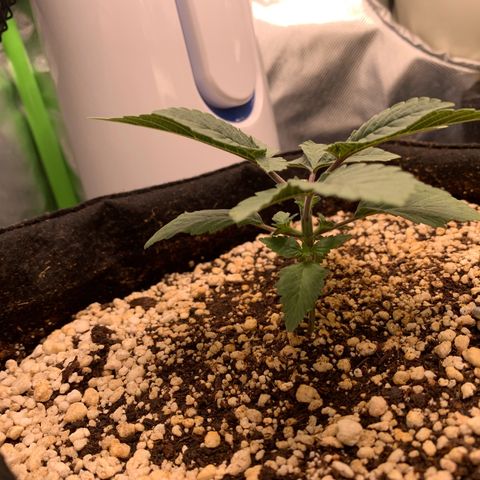 TROPICANA CHERRY/DONA FLORINDA growlog timeline photo