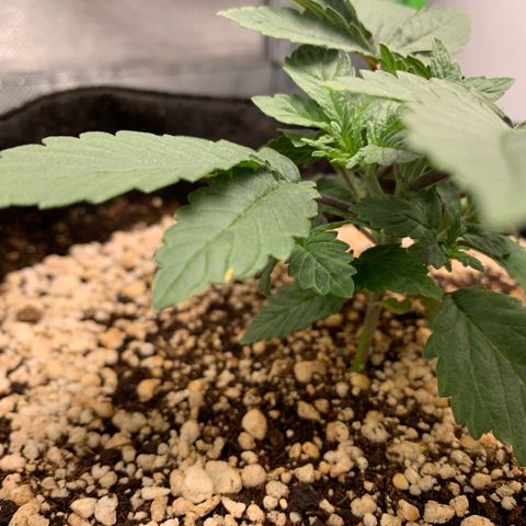 TROPICANA CHERRY/DONA FLORINDA growlog timeline photo