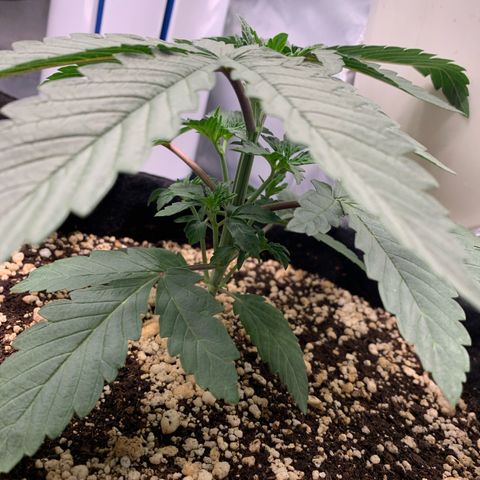 ORIGINAL GELATO/DONA FLORINDA growlog timeline photo