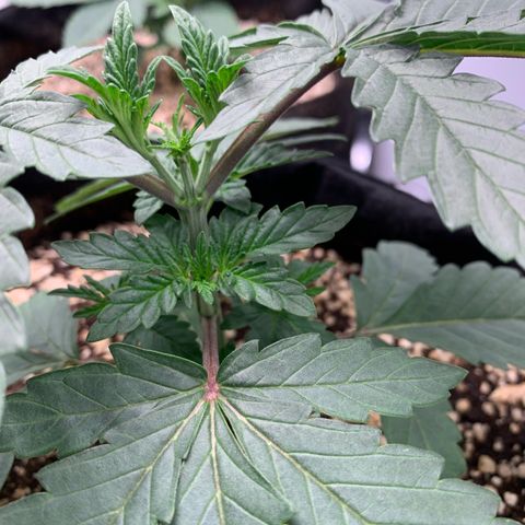 ORIGINAL GELATO/DONA FLORINDA growlog timeline photo