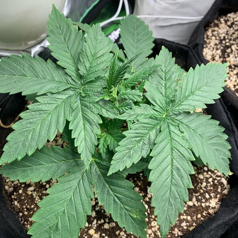 NITRO HAZE/BSF growlog timeline photo